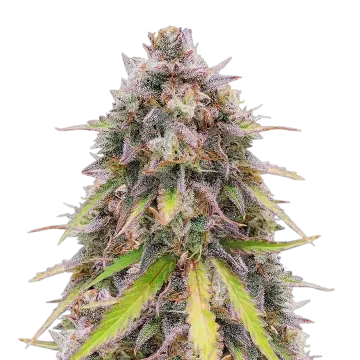 RS11 cannabisplant