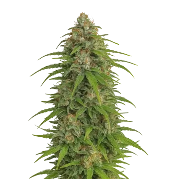 Runtz Auto cannabisplant