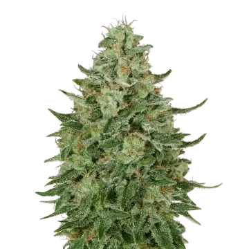 Santa Maria Auto cannabisplant