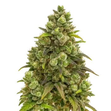 Sexxpot Auto cannabisplant