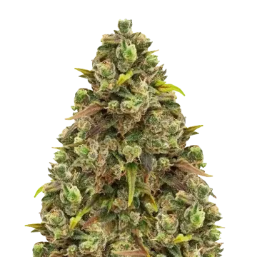 Sexxpot cannabisplant