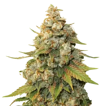 Shiskaberry cannabisplant