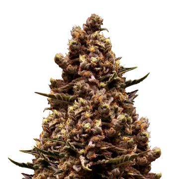 Sirius Black cannabisplant