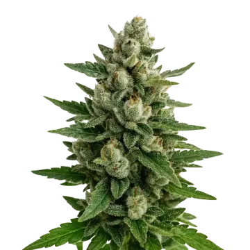 Skywalker OG Auto cannabisplant