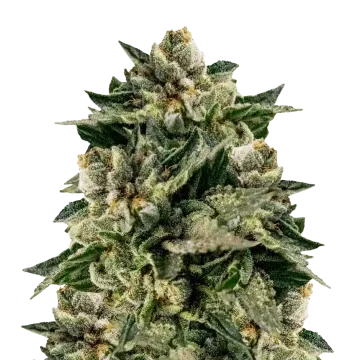Skywalker OG cannabisplant