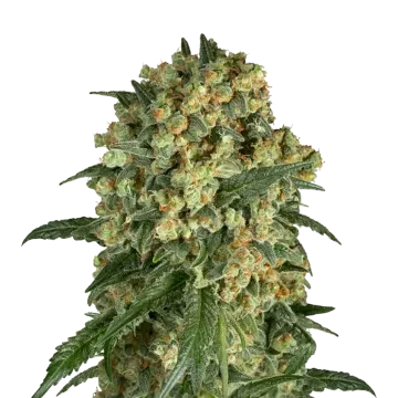 Somango XXL cannabisplant