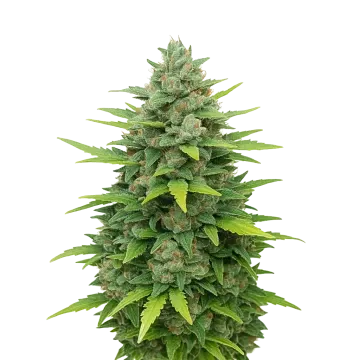 Sour Diesel Auto cannabisplant