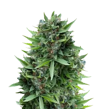 Sour Diesel cannabisplant