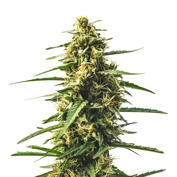 Sour Tsunami CBD cannabisplant