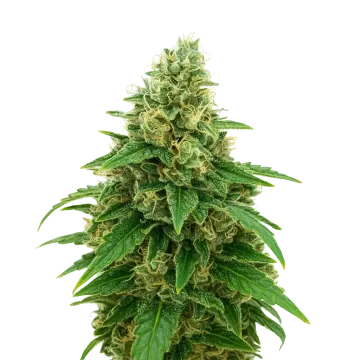 Stardawg Auto cannabisplant