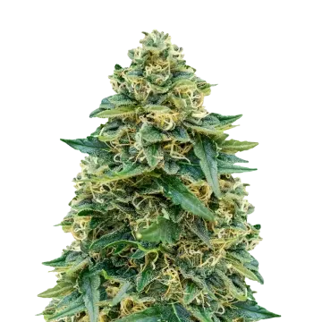 Stardawg cannabisplant