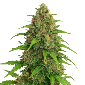 Strawberry Banana Auto cannabisplant