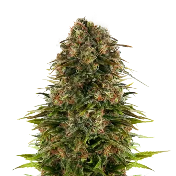 Strawberry CBD cannabisplant