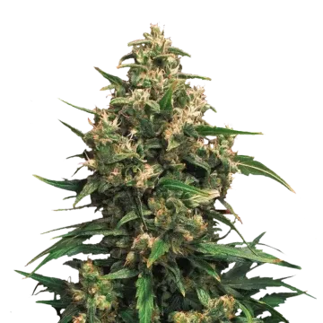 Strawberry Cough cannabisplant