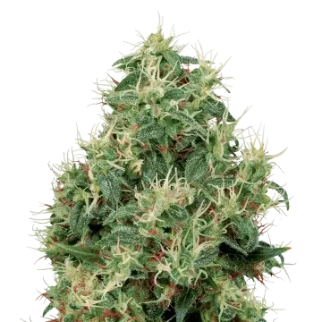 Strawberry Kush cannabisplant