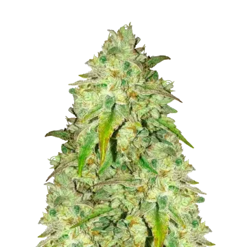 Sunset Sherbet cannabisplant
