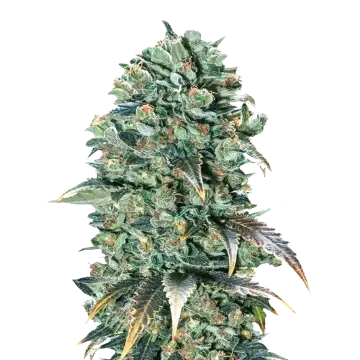 Super Glue cannabisplant