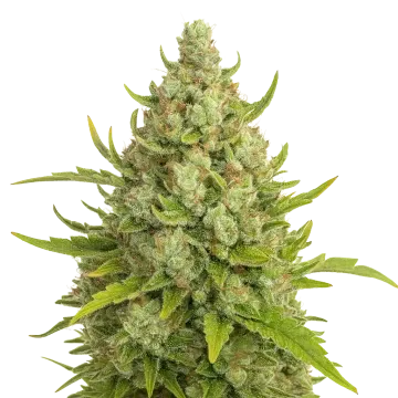 Super Lemon Haze Auto cannabisplant