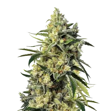Sweet Tooth cannabisplant