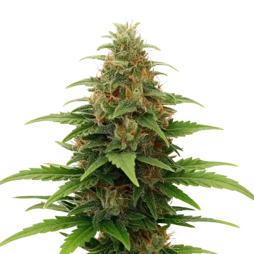 Tangerine Dream Auto cannabisplant