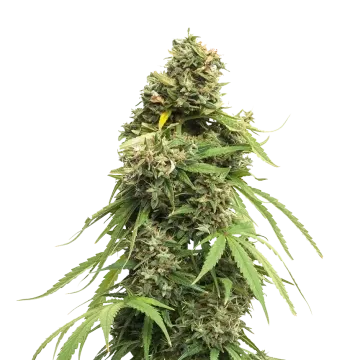 Tangie cannabisplant