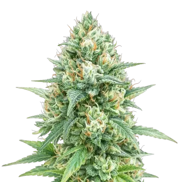 Tetra Express Auto cannabisplant