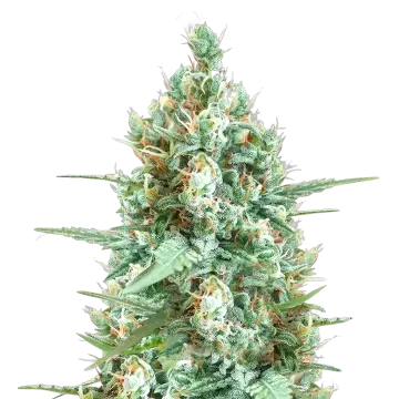 Tetra Express cannabisplant