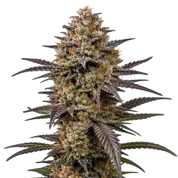 The Toad cannabisplant