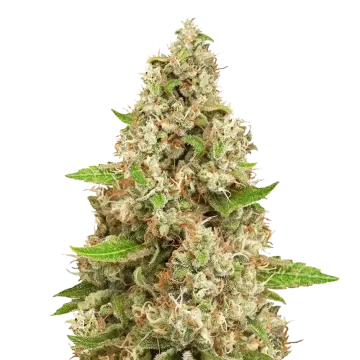 Triangle Kush cannabisplant