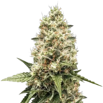 Watermelon Gelato cannabisplant