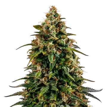 Watermelon Zkittlez cannabisplant