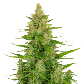 Wedding Cake Auto cannabisplant