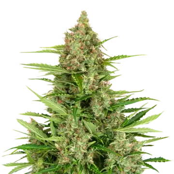 Wedding Cake cannabisplant