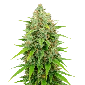 White Rhino Auto cannabisplant