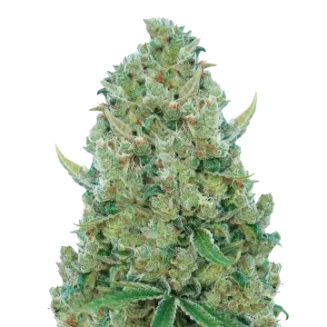 White Rhino