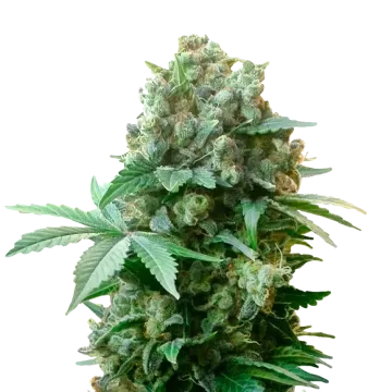 White Russian cannabisplant