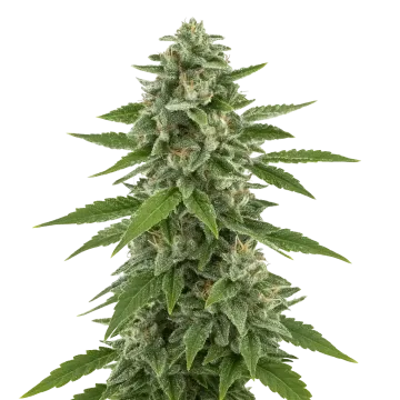 White Widow x Northern Lights Auto cannabisplant
