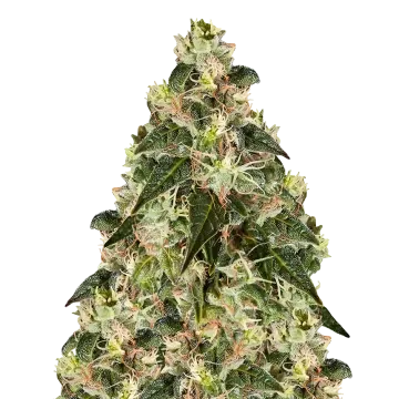 XJ-13 cannabisplant