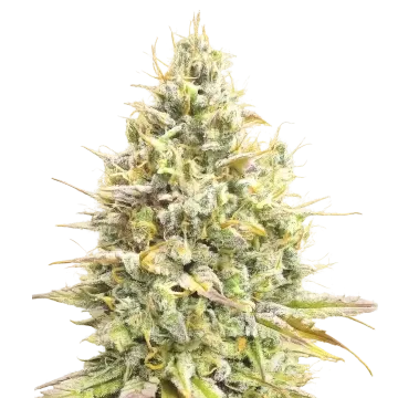 Yumbolt Banana Auto cannabisplant