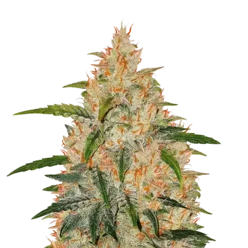 Zkittlez cannabisplant