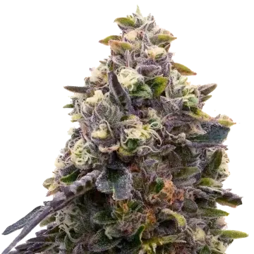 Zoap cannabisplant