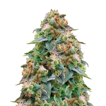 Zombie Death Fuck cannabisplant