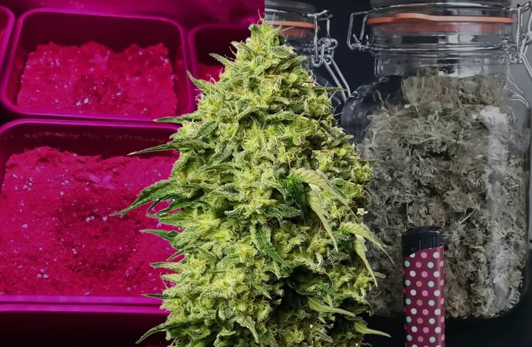 Amnesia Haze Kweekdagboek van Week tot Week