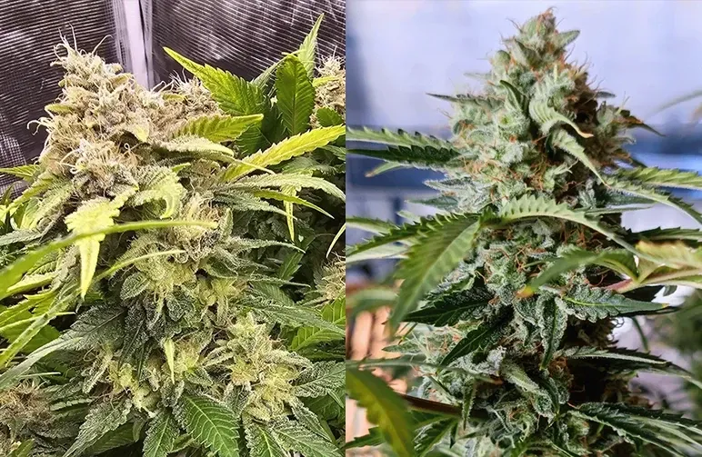 Autoflowering vs. Gefeminiseerde zaden: De ultieme vergelijkingsgids