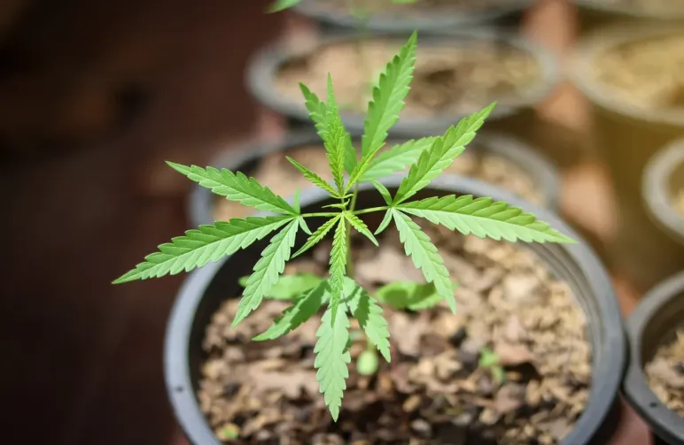 The Ultieme Autoflower Potmaat Handleiding: Grotere opbrengsten, gezondere planten