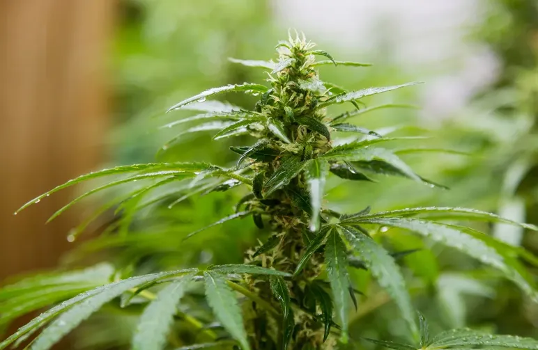 De 10 beste schimmelbestendige cannabissoorten voor een succesvolle oogst in 2026
