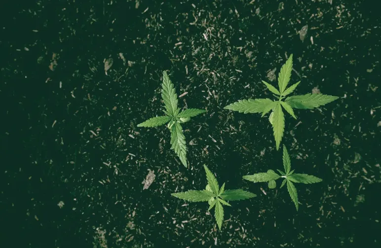 De beste grond voor het kweken van wiet: Een complete gids voor kwekers in 2026