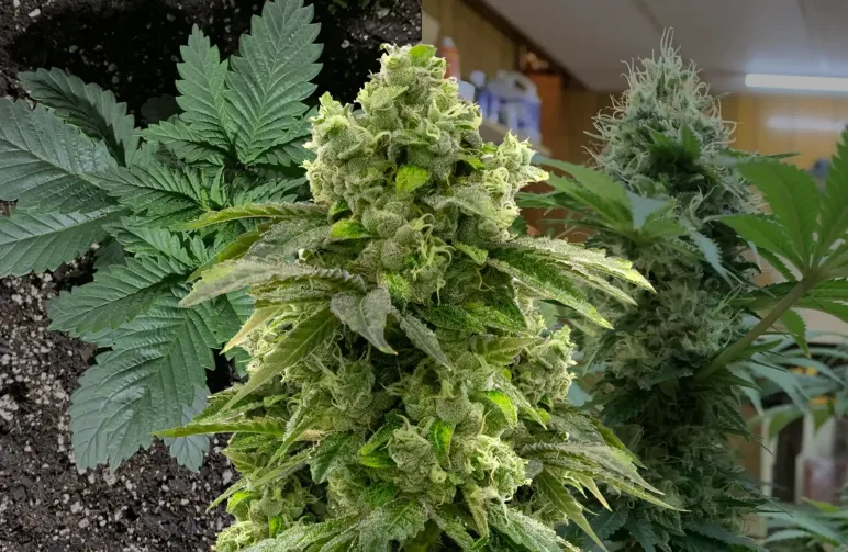 Bruce Banner Kweekdagboek Week per Week