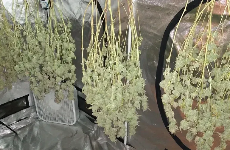 De complete gids voor het oogsten, trimmen, drogen en curen van cannabis (2026)