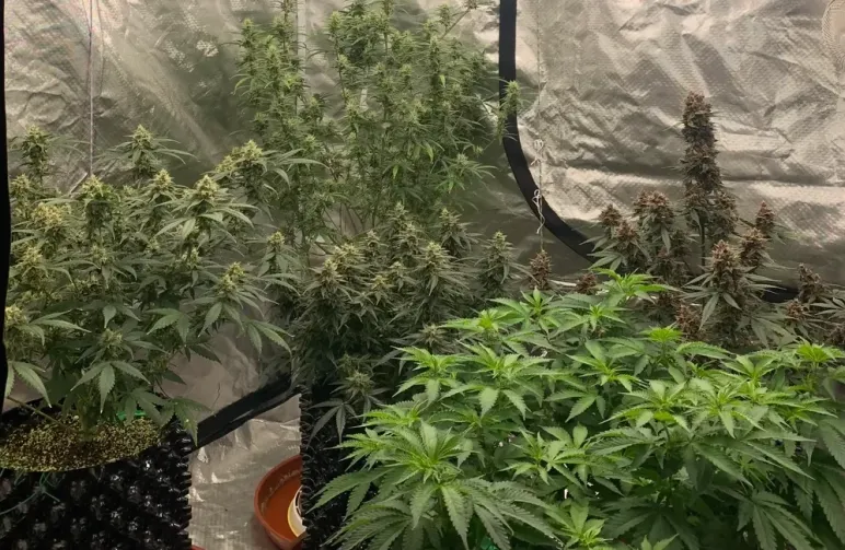 De ultieme gids voor cannabisgenetica, fenotypen en veredeling